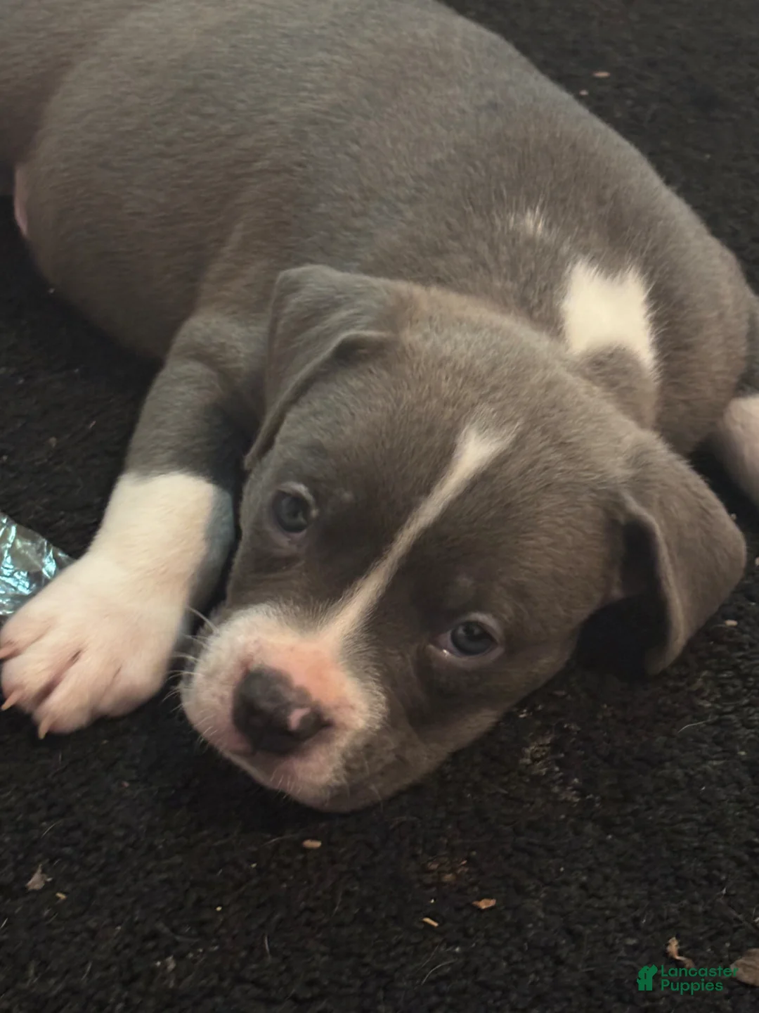 American Pit Bull Terrier dogs for sale: American Pit Bull Terrier Puppy 1 - Ad 1