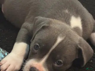 American Pit Bull Terrier dogs American Pit Bull Terrier Puppy 1 - Ad 33