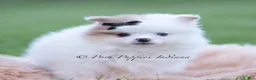 Pomeranian dogs for sale: Remi - Ad 2