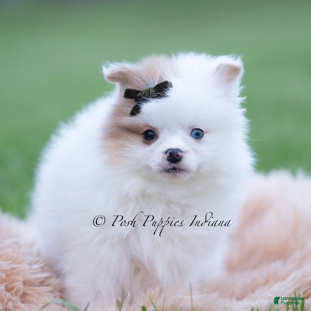 Pomeranian dogs for sale: Remi - Ad 2