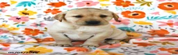 Labrador Retriever dogs for sale: Daffodil - Ad 3