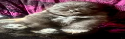 Pomeranian dogs for sale: Dash - Ad 6