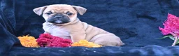 Mixed Breed dogs for sale: Princess - Ad 4