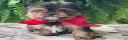 Yorkshire Terrier dogs for sale: Fido - Ad 3