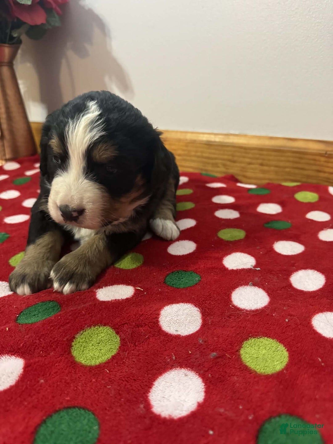 Bernese Mountain Dog dogs for sale: Berry - Ad 5