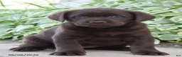 Labrador Retriever dogs for sale: Mazie - Ad 1
