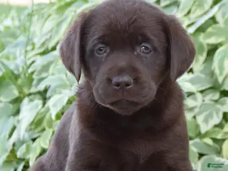 Labrador Retriever dogs for sale: Mazie - Ad 1