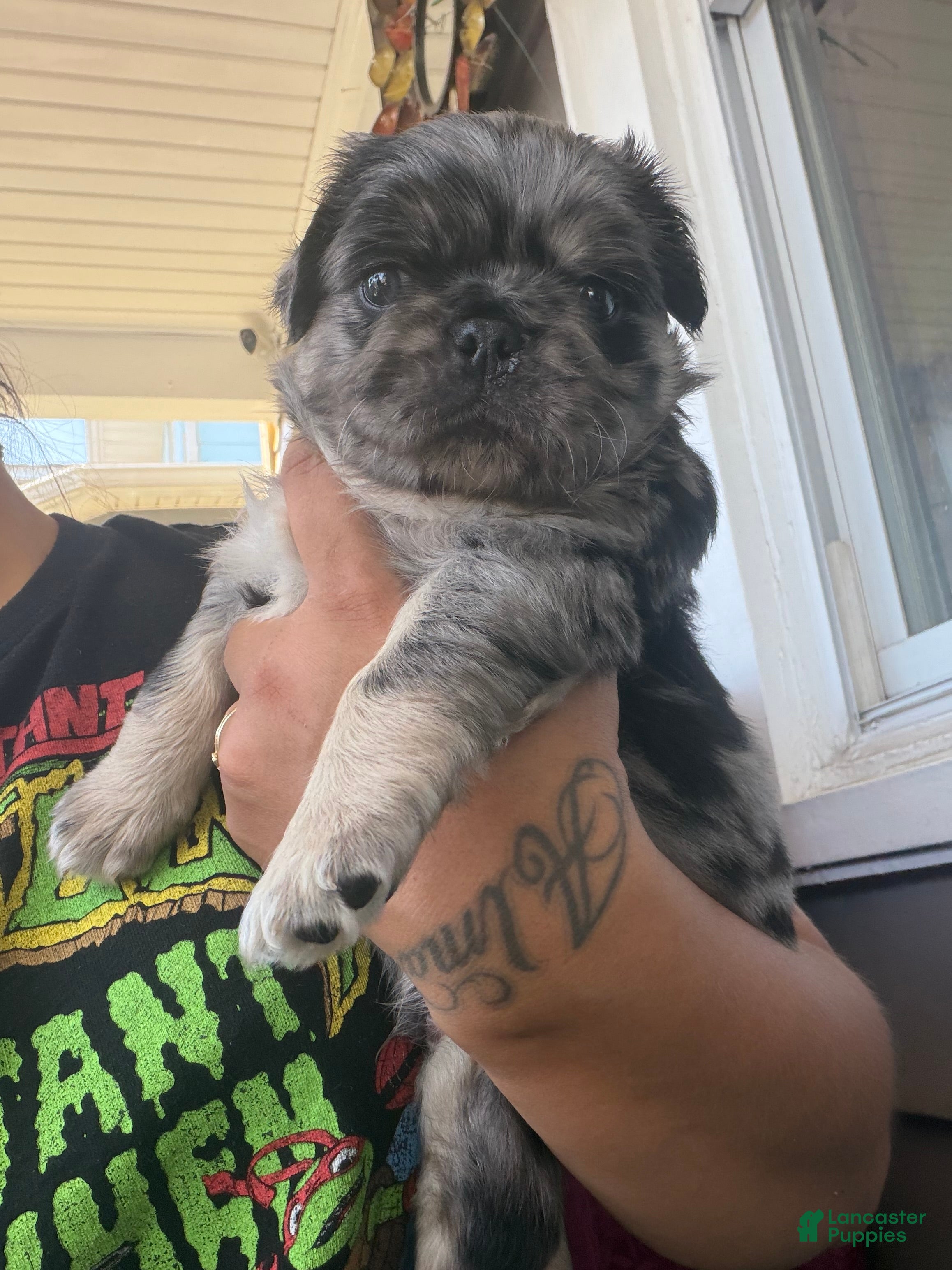 Pug dogs Pug Puppy 2 Roy - Ad 2