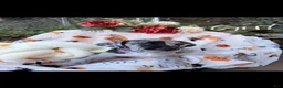 Great Dane dogs for sale: Great Dane 1 - Ad 1