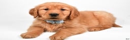 Golden Retriever dogs for sale: Max - Ad 4