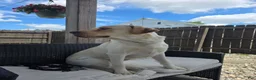 Labrador Retriever dogs for sale: Labrador Retriever 1 - Ad 6