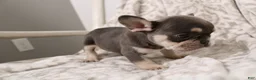 French Bulldog dogs for sale: Leo - Ad 13
