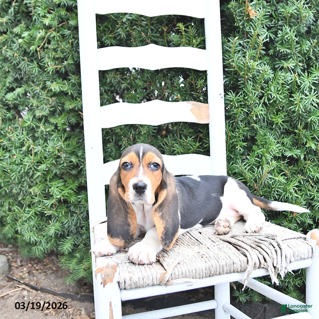 Basset Hound dogs for sale: Jacqueline - Ad 2