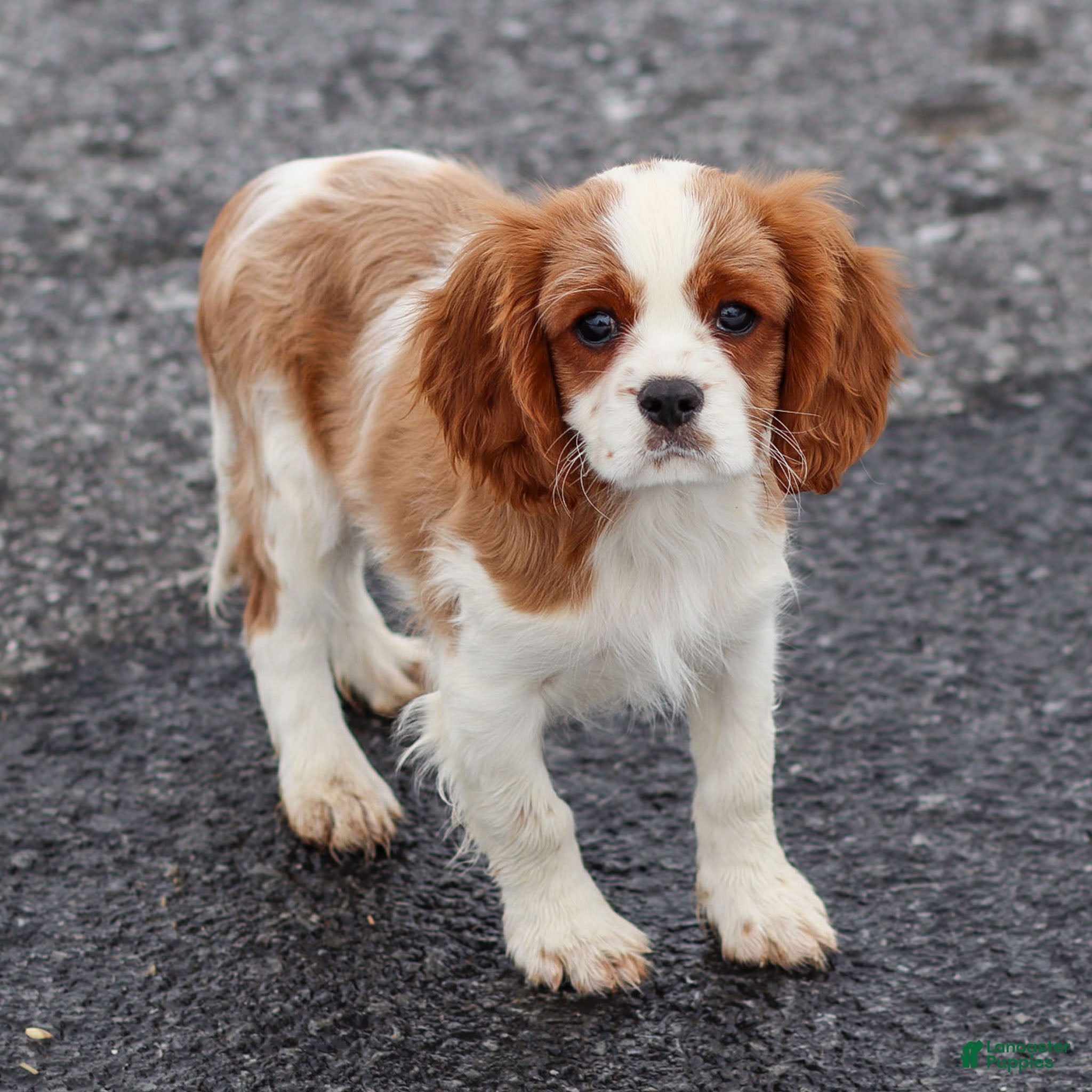 Cavalier King Charles Spaniel dogs Liam - Ad 1