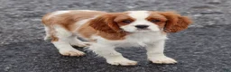Cavalier King Charles Spaniel dogs for sale: Liam - Ad 4