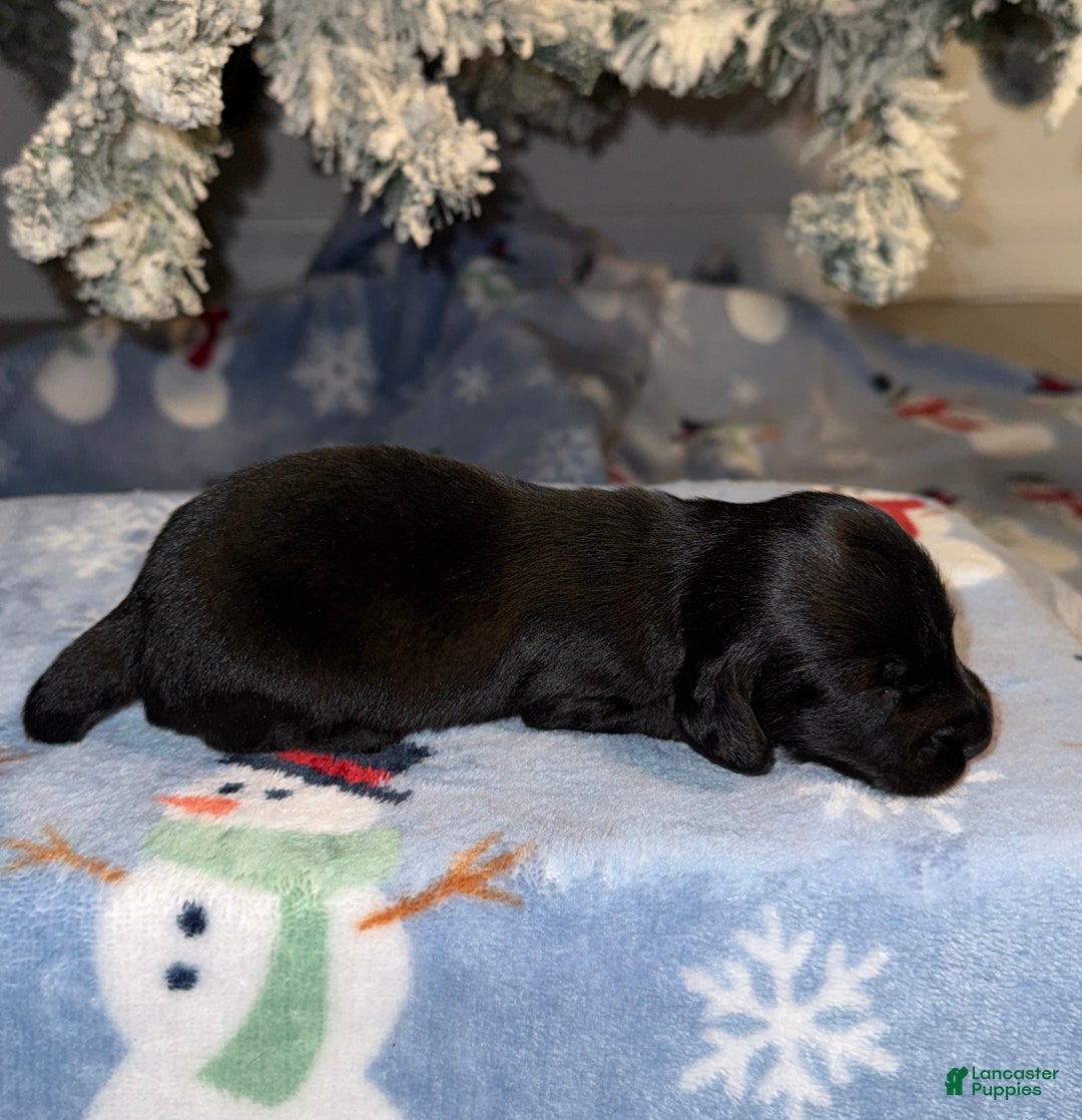 Miniature Dachshund dogs for sale: Dustin - Ad 4