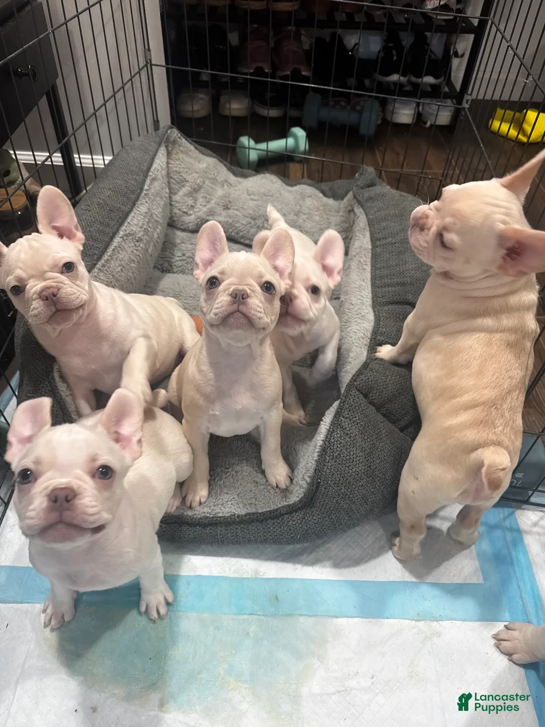 French Bulldog dogs for sale: French Bulldog Puppy 3 - Ad 5