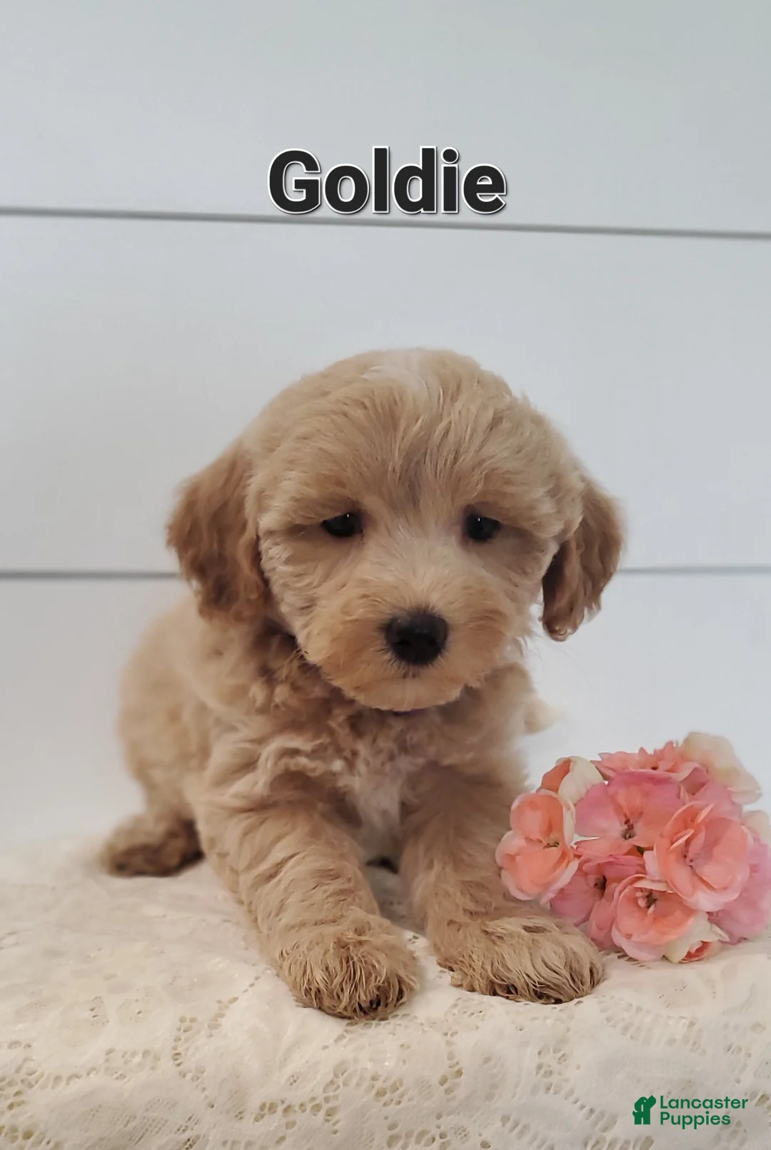 Mixed Breed dogs for sale: Goldie - Ad 2