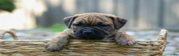 Beabull dogs for sale: Archie 🐶 - Ad 14