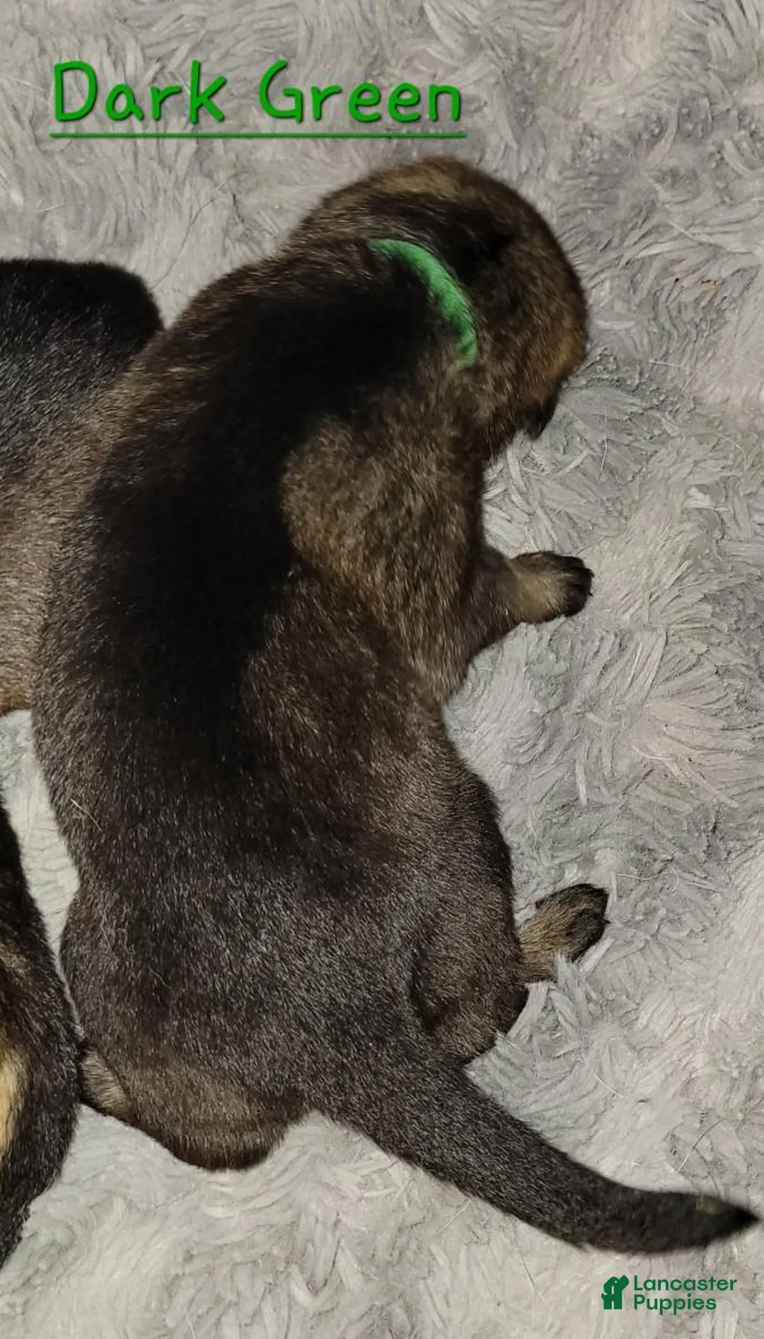 German Shepherd dogs for sale: Akc German Shepherds. 5 BOYS & 5 GIRLS Available! - Ad 6