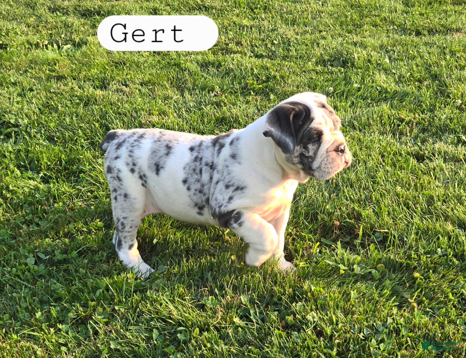 Olde English Bulldogge dogs Gert - Ad 1