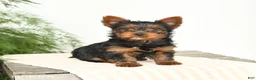 Yorkshire Terrier dogs for sale: Mandy - Ad 4