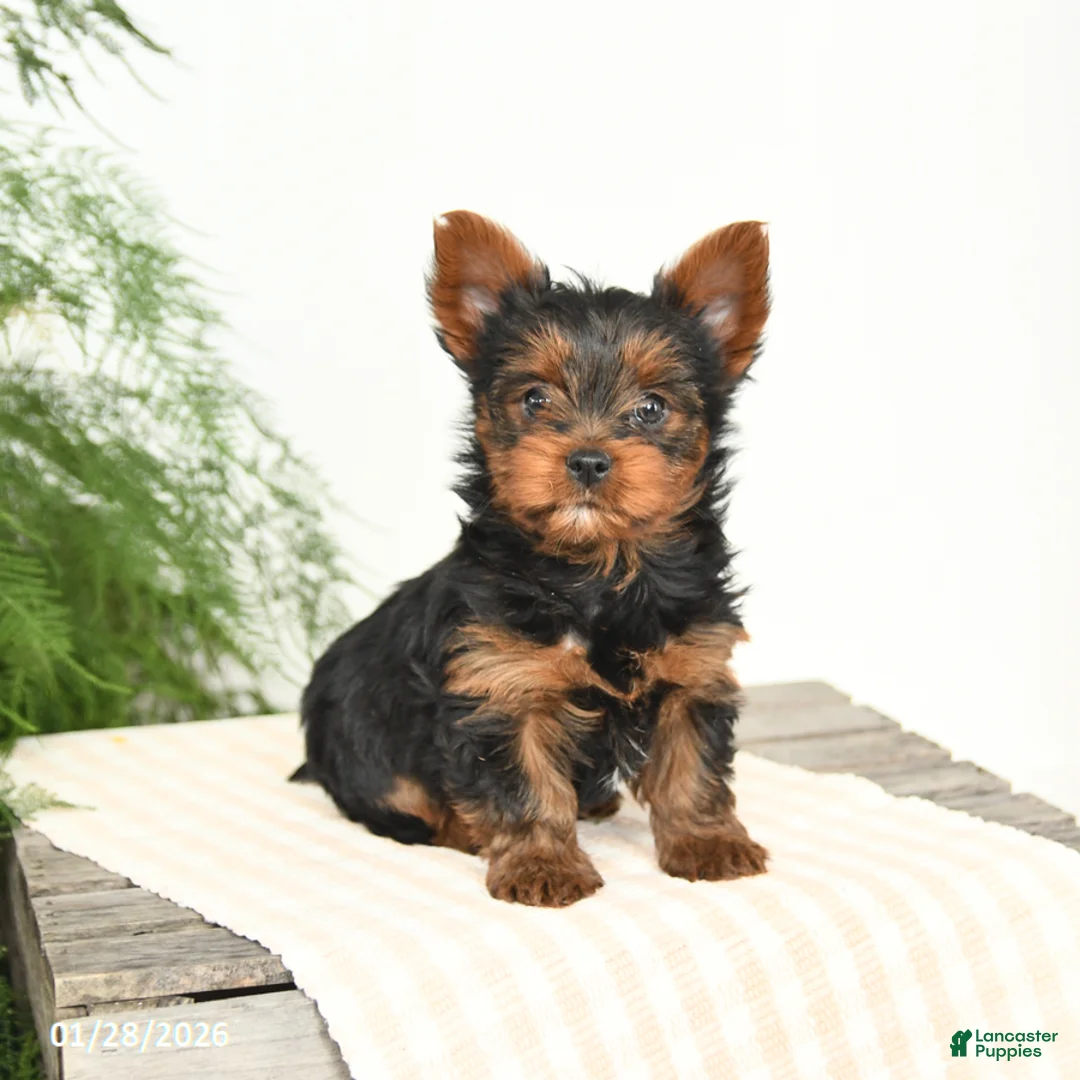 Yorkshire Terrier dogs for sale: Mandy - Ad 4