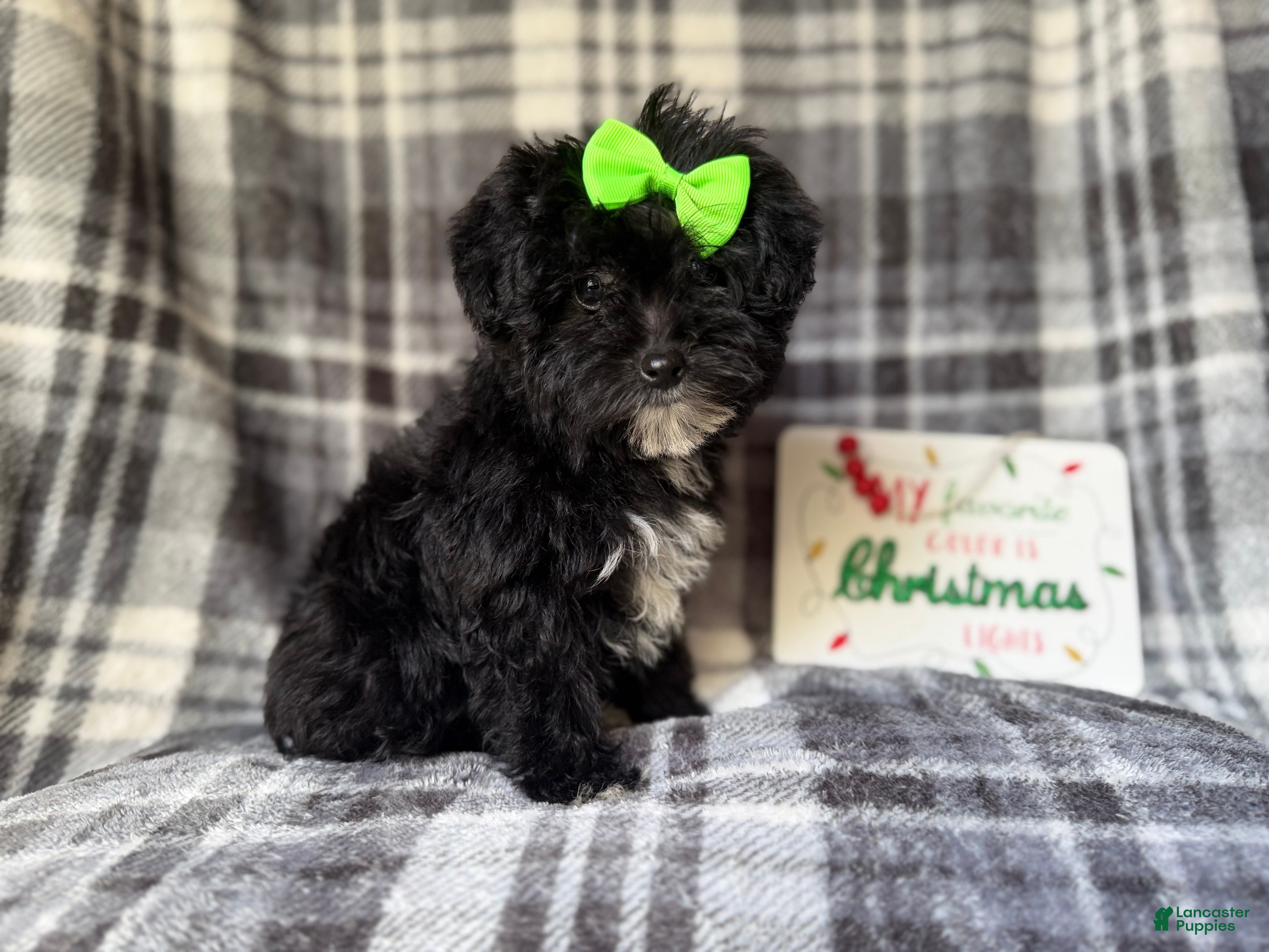 Yorkiepoo dogs Tinsel  - Ad 3