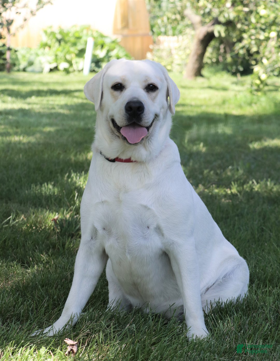 Labrador Retriever dogs for sale: Clarke - Ad 5