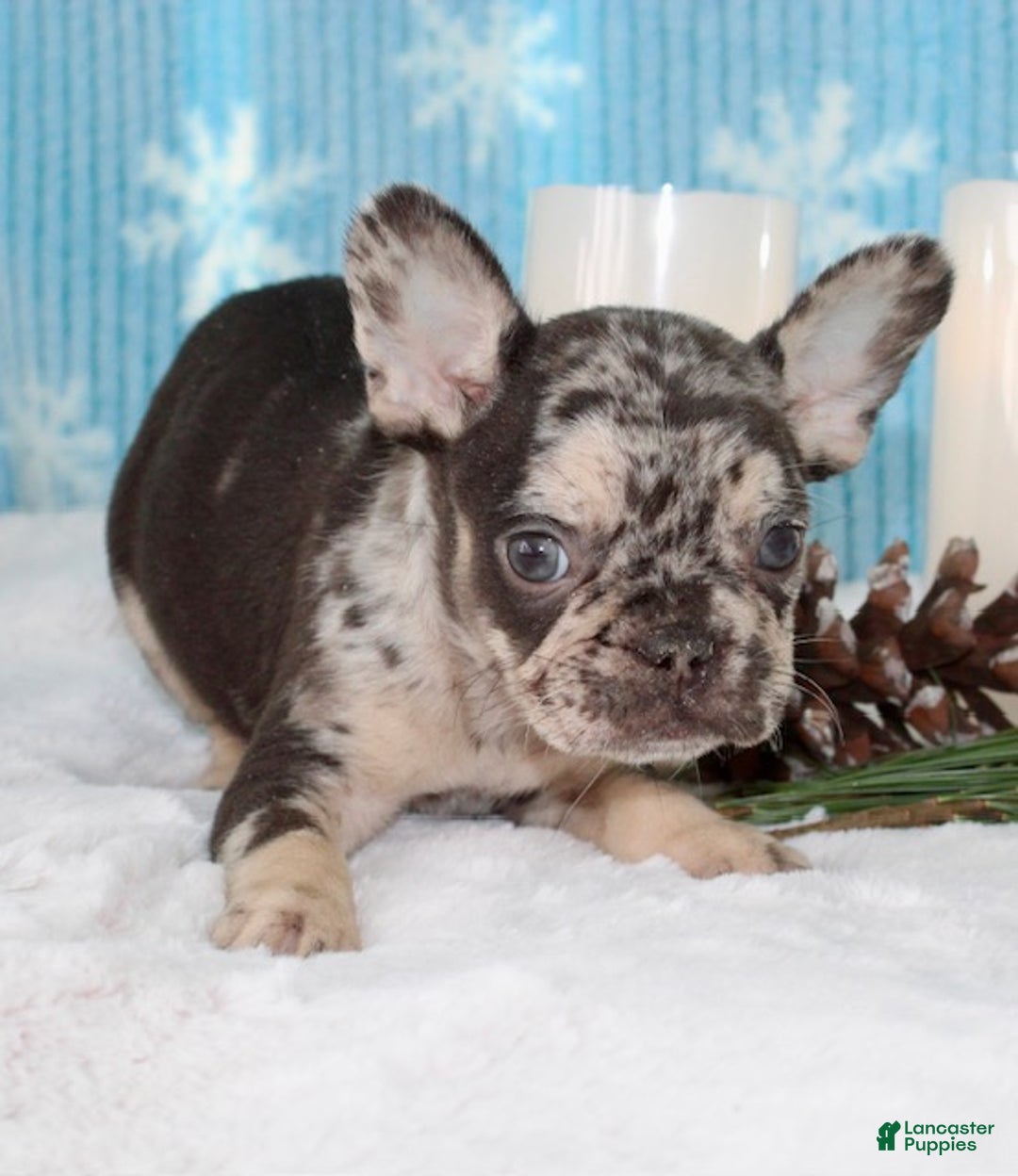French Bulldog dogs for sale: Lulu - Ad 6