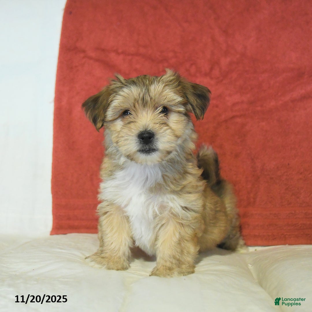 Yochon dogs for sale: Trixie - Ad 1