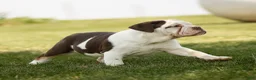 English Bulldog dogs for sale: Chocolate English Bulldog Puppy  - Ad 4