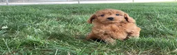 Mini Goldendoodle dogs for sale: Molly Mini Goldendoodle  - Ad 4