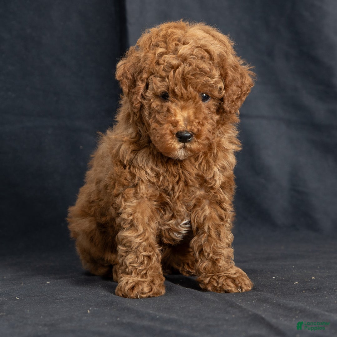 Miniature Poodle dogs for sale: Kendan - Ad 1