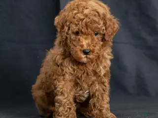 Miniature Poodle dogs Kendan - Ad 9
