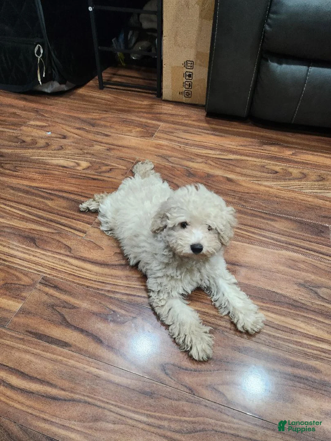 Toy Poodle dogs for sale: Toast - Ad 1