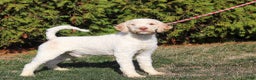 Lagotto Romagnolo dogs for sale: Zane - Ad 7