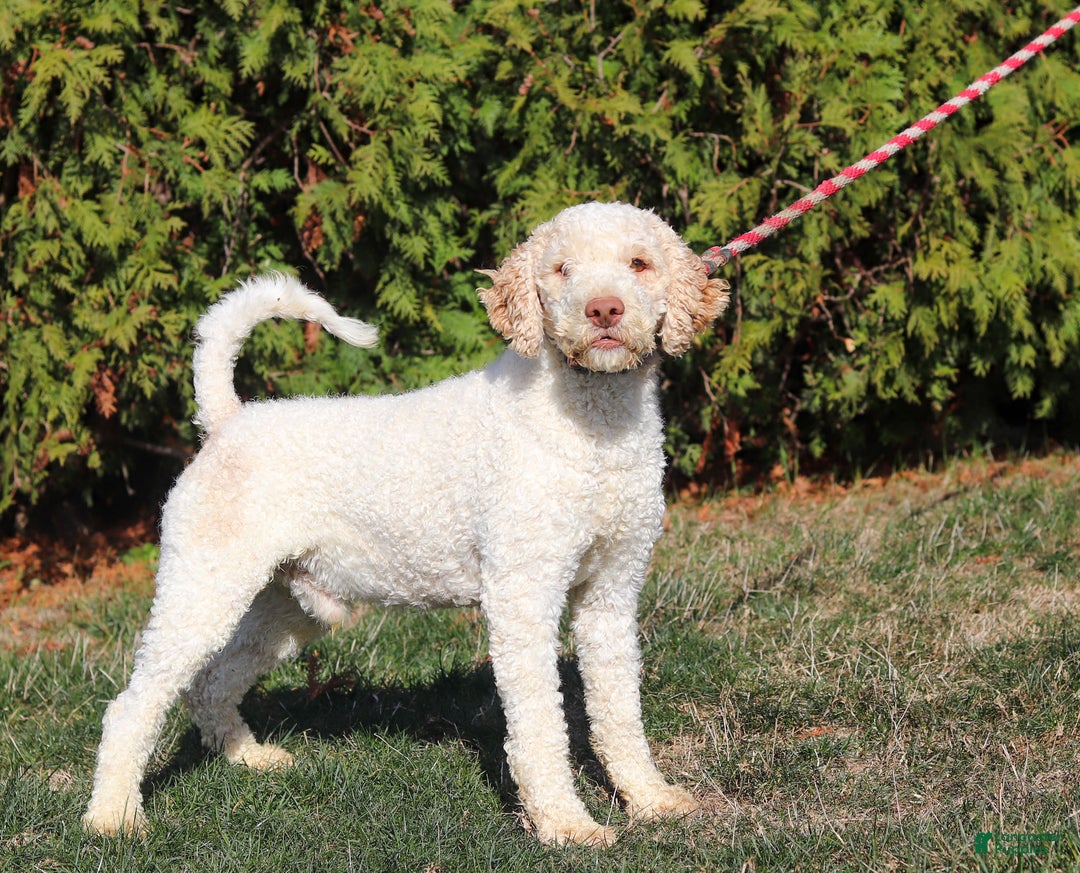 Lagotto Romagnolo dogs for sale: Zane - Ad 7