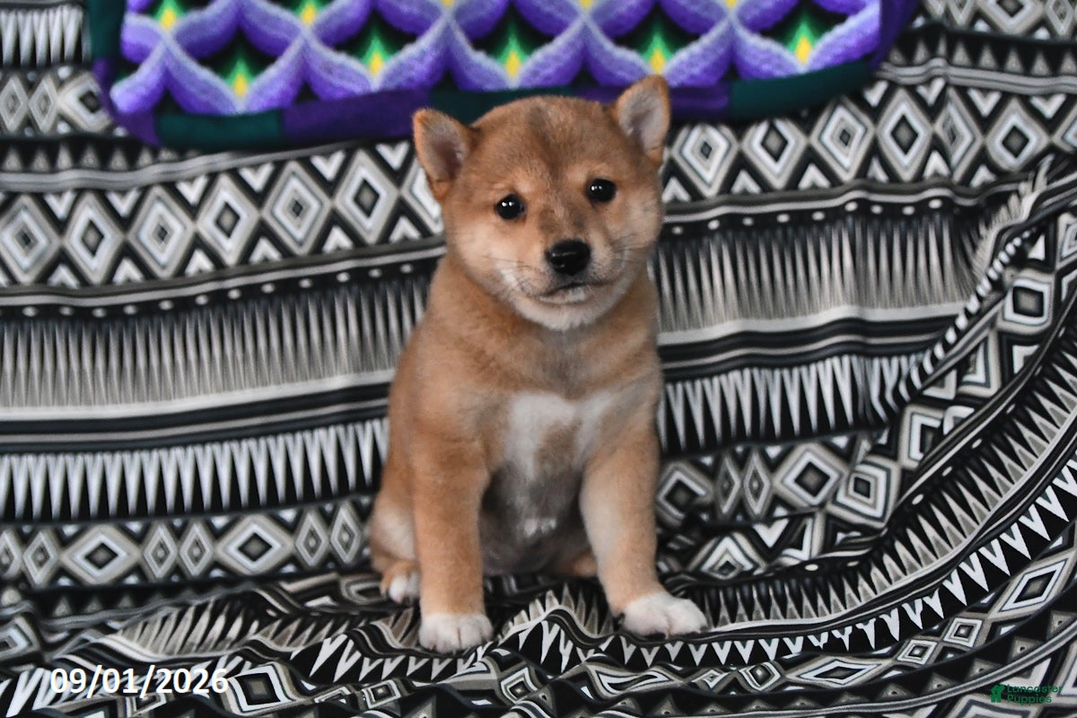 Shiba Inu dogs Kate - Ad 2