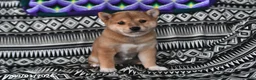 Shiba Inu dogs for sale: Kate - Ad 2