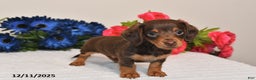 Miniature Dachshund dogs for sale: Ollie - Ad 3
