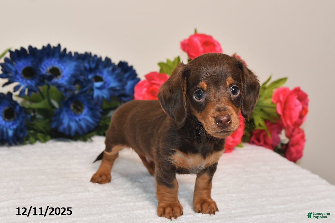 Miniature Dachshund dogs for sale: Ollie - Ad 3