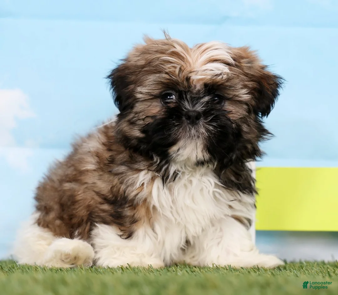 Shih Tzu dogs for sale: Sage - Ad 2