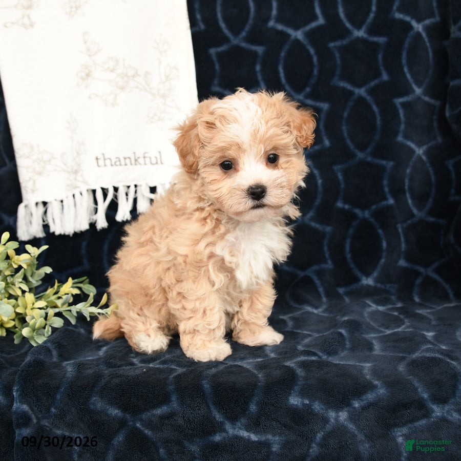Maltipoo dogs Lindsey - Ad 2