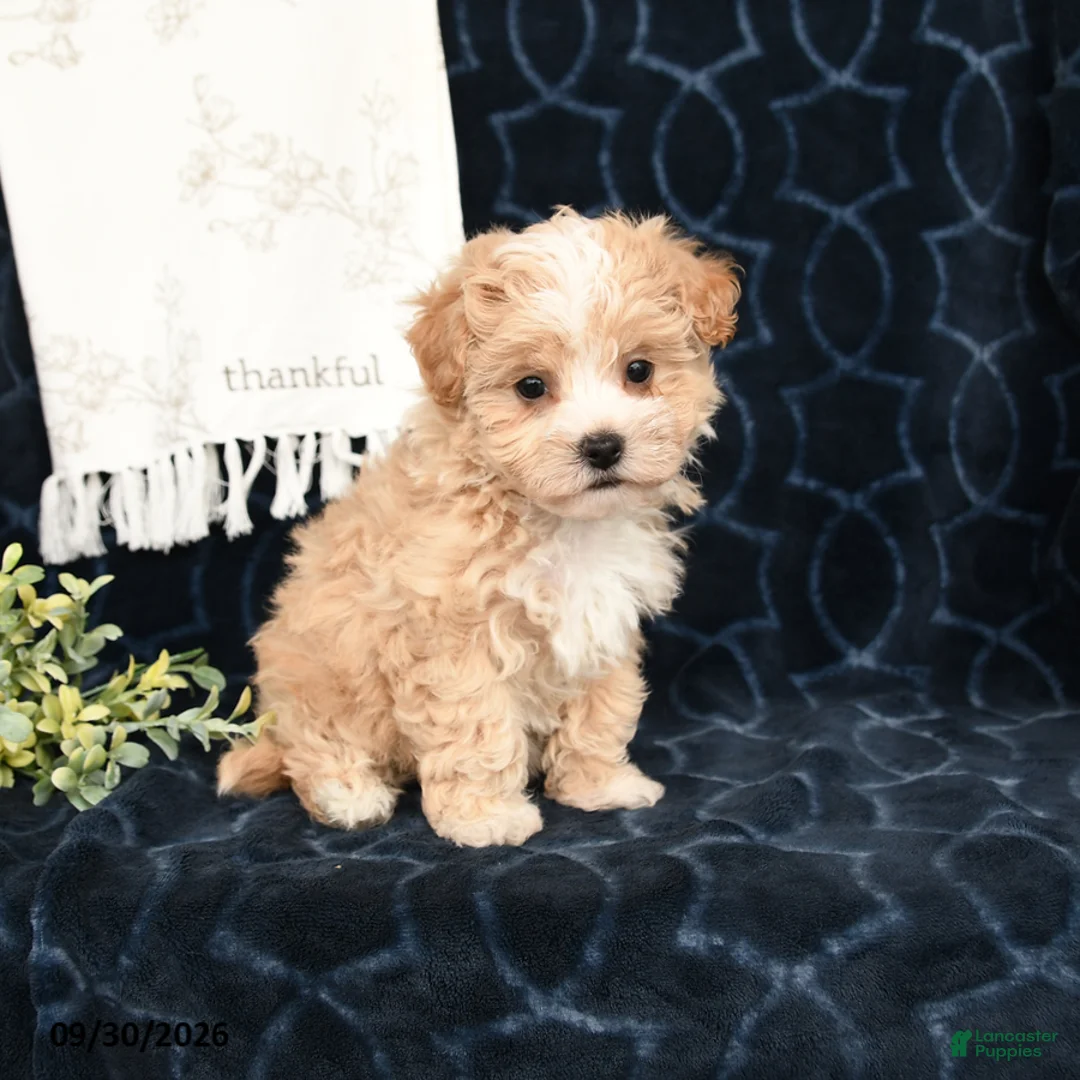 Maltipoo dogs for sale: Lindsey - Ad 2