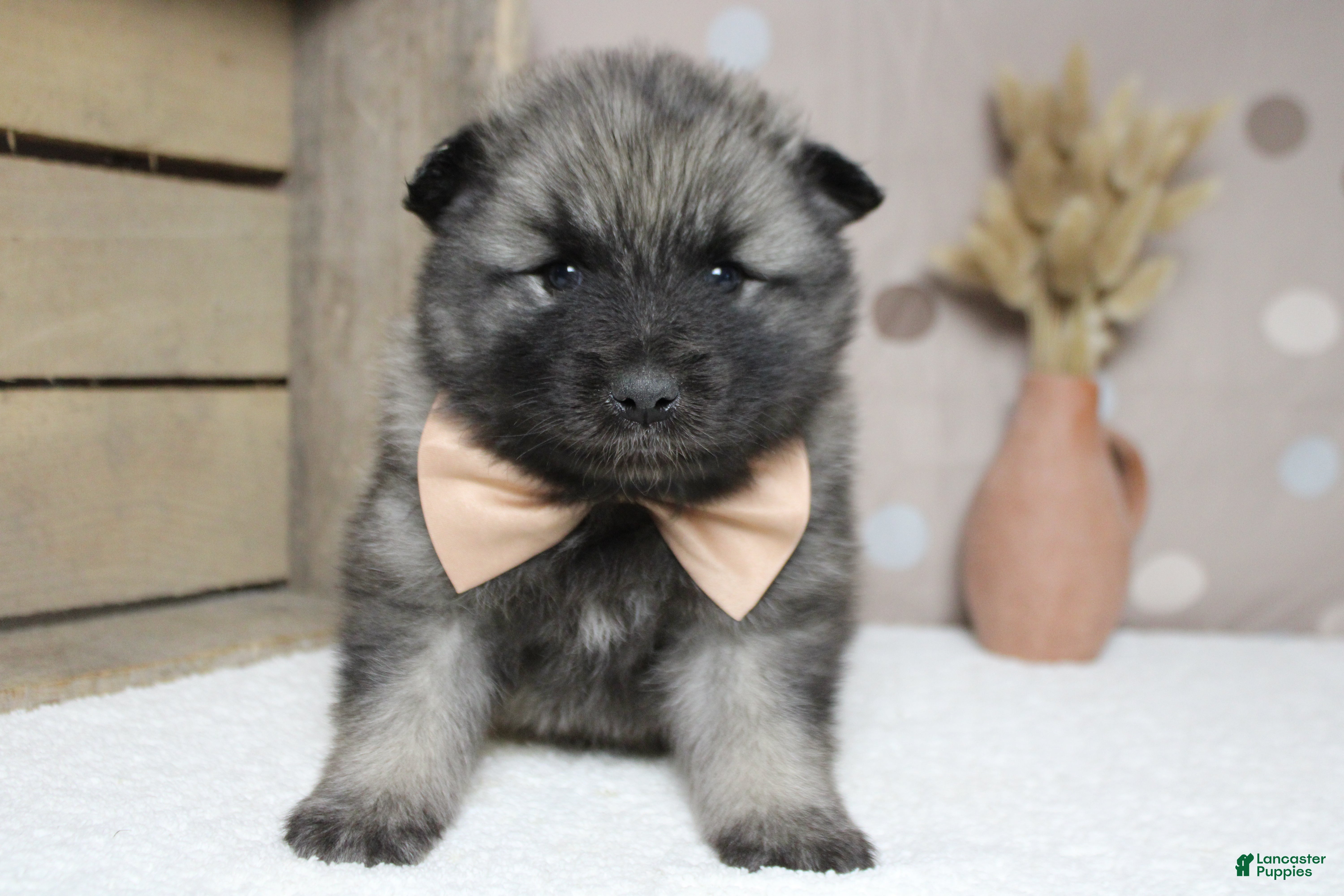 Keeshond dogs Abbott  - Ad 9