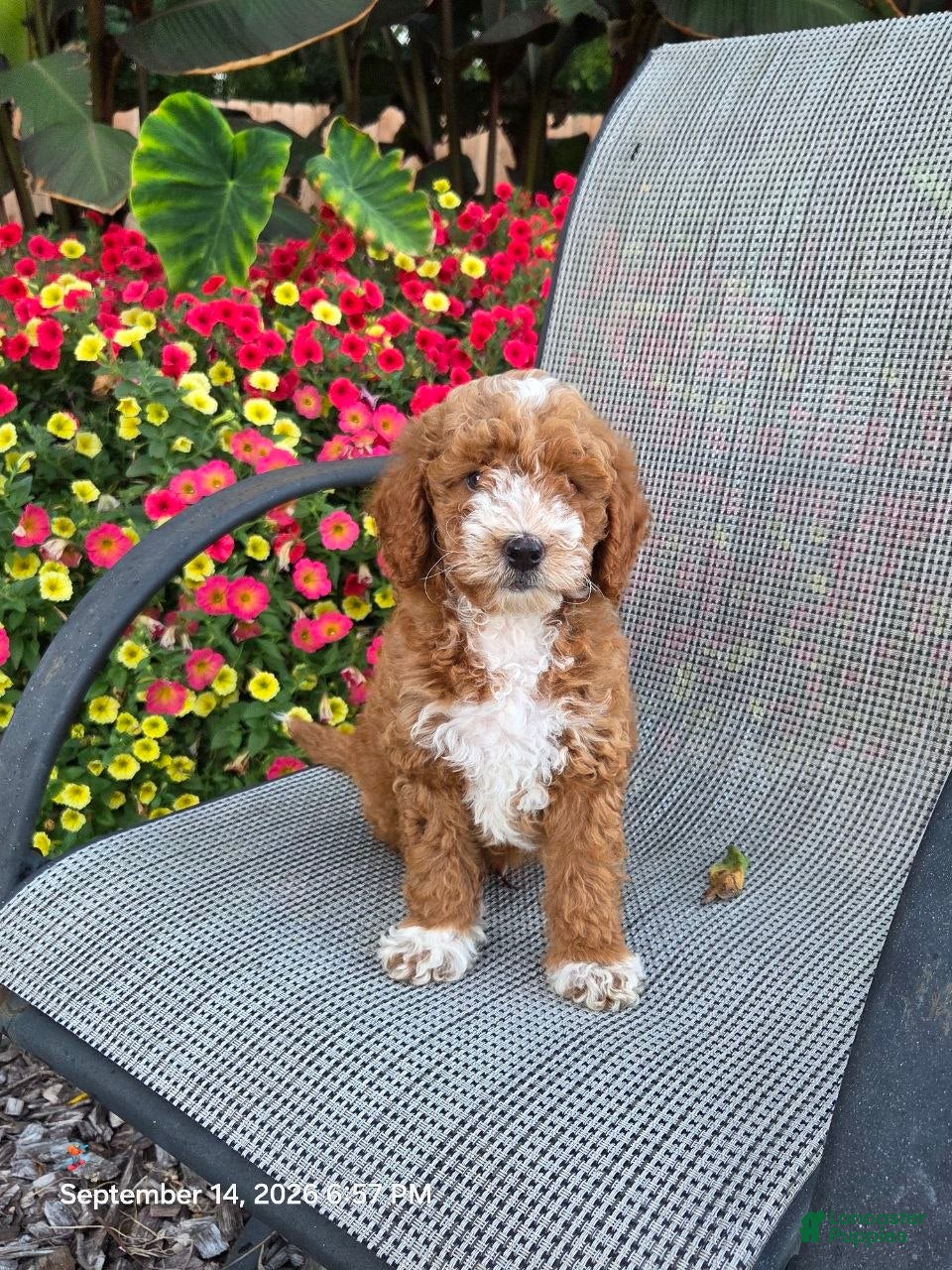 Mini Goldendoodle dogs Roxy - Ad 1