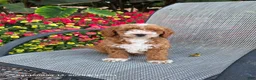 Mini Goldendoodle dogs for sale: Roxy - Ad 12