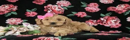 Cockapoo dogs for sale: Marilee - Ad 7
