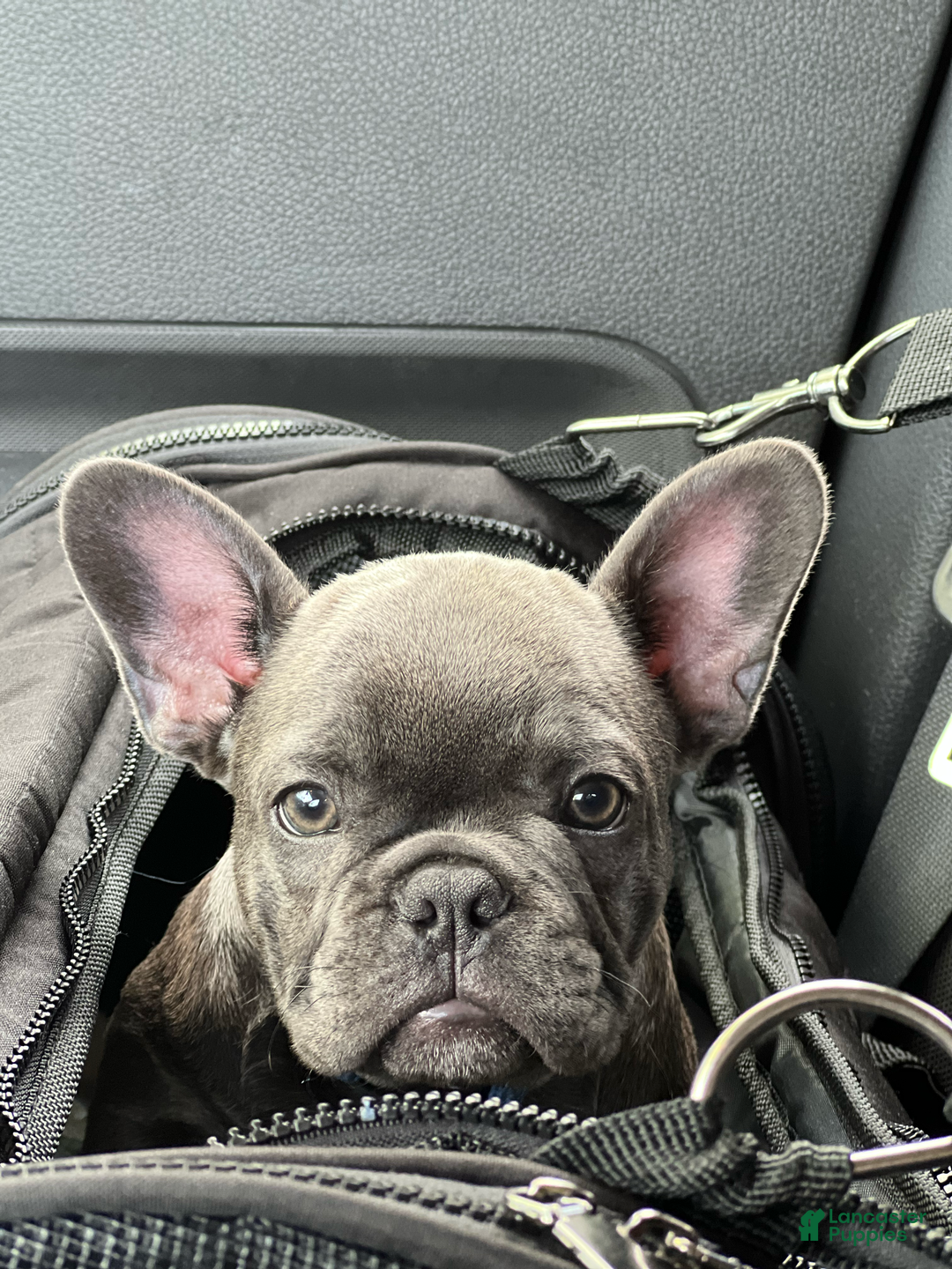 French Bulldog dogs for stud: Bruno - Ad 5